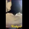 video thumb