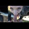 video thumb