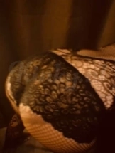 roxy-prive-ontvangst-via-kinky-6981a8c86b12d80013144b66